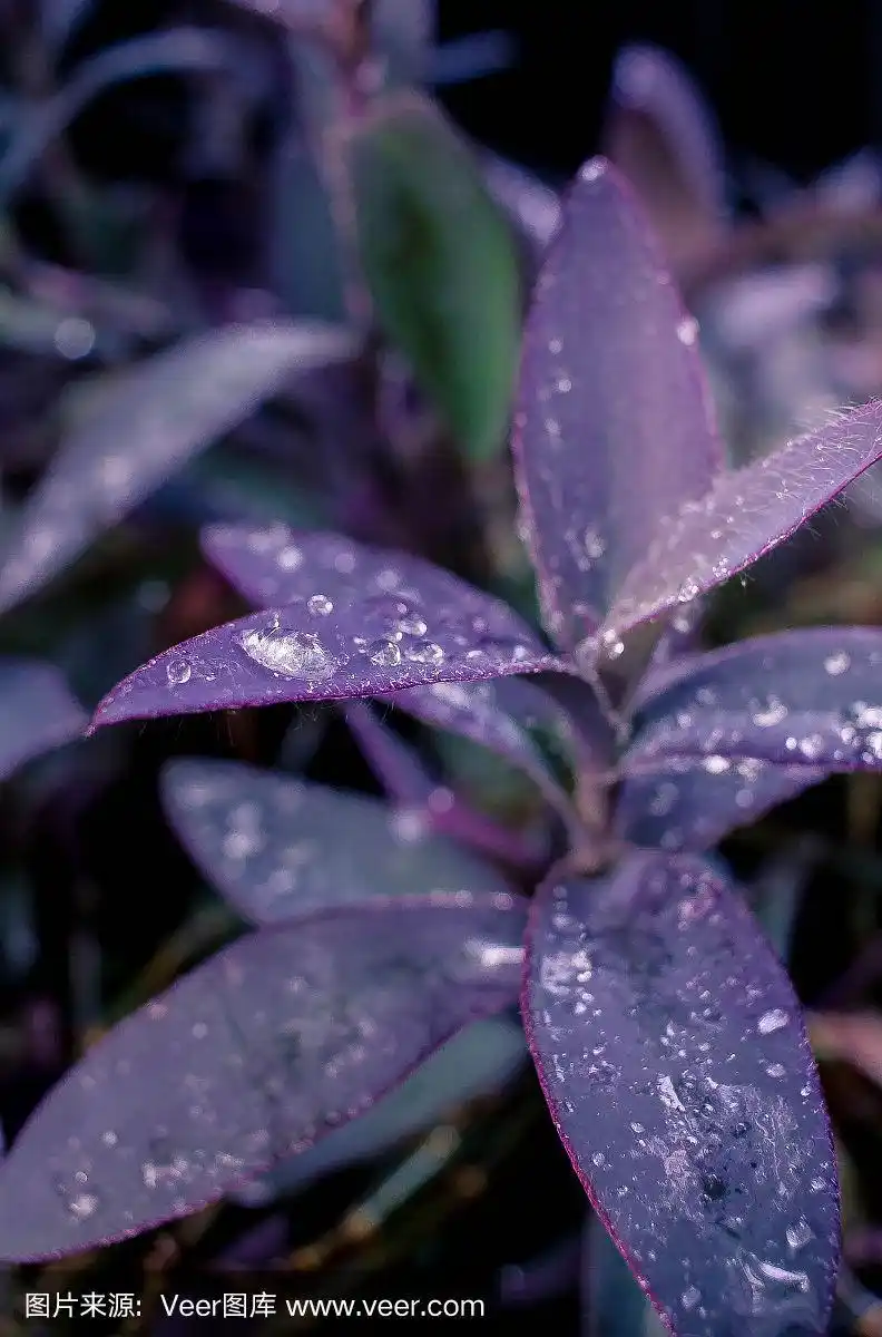雨后花上的水滴