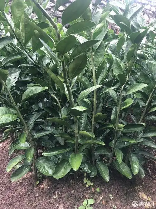 象山红美人柑橘苗 嫁接苗 1~1.5米