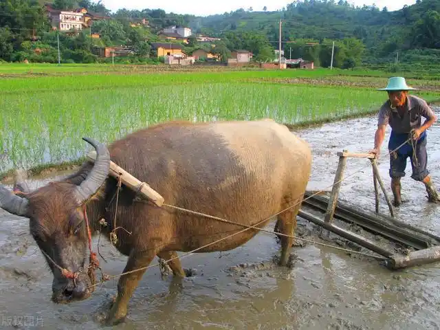 农村耕地,大家养黄牛而不是水牛,什么原因放弃力气大的水牛?