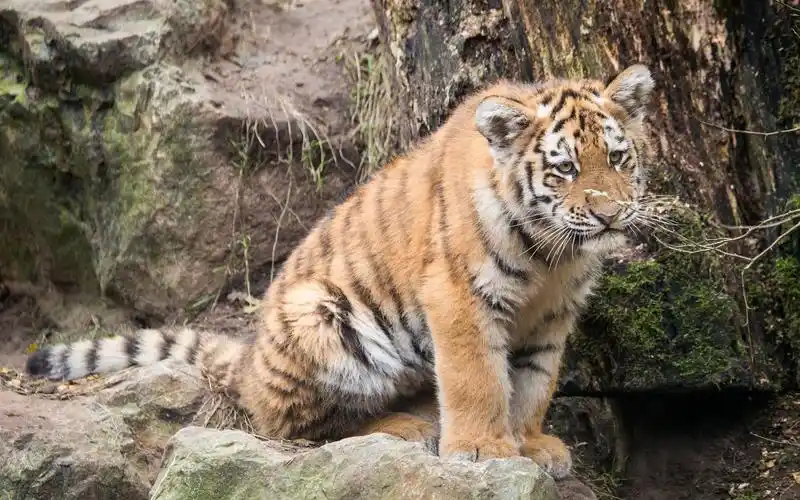 可爱的老虎宝宝 壁纸 - 2880x1800