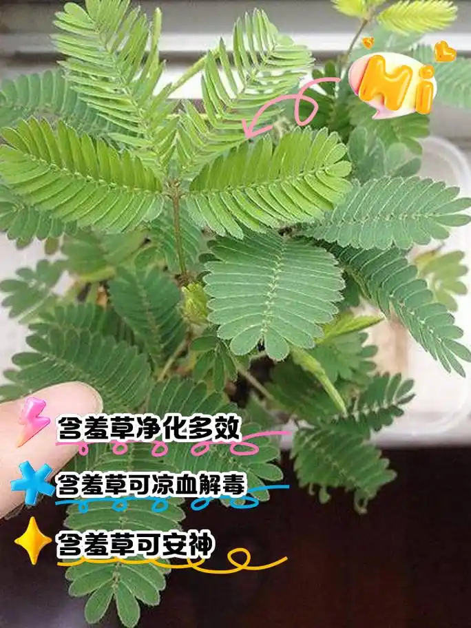 含羞草的功效与作用
