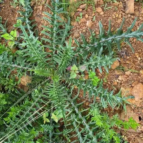 【精品好物】云南野生大蓟根马刺根恶刺萝卜新鲜现挖炖鸡排骨猪蹄 2斤