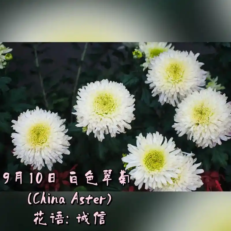 9月10日 白色翠菊 .花语: 诚信  花占卜: 您平时不苟 - 抖音