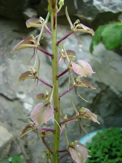 后河保护区羊耳蒜兰二