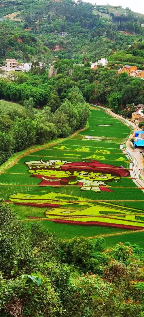 马蹄湾七彩稻田