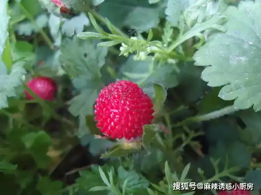 农村野生"红果子",毒蛇最爱舔,能弄晕一头牛,小时候都不敢吃_蛇莓