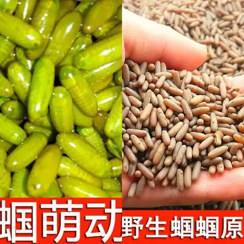 蝈蝈活卵养殖卵籽超大活鸣萌动卵竹其他爬虫