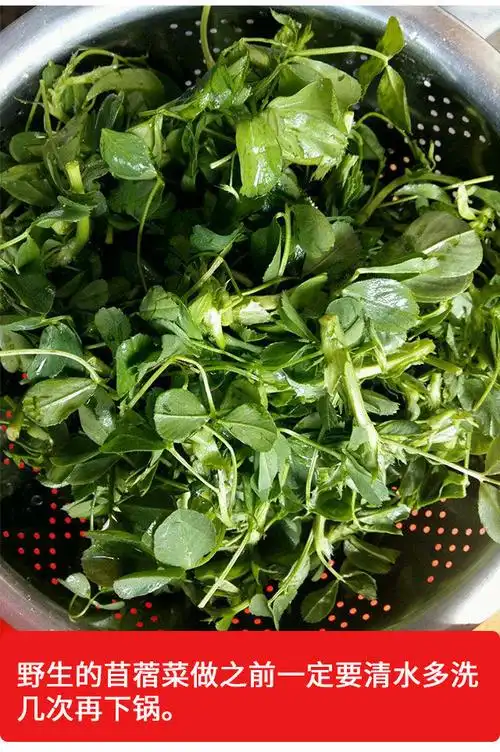 陕西秦岭新鲜苜蓿菜头茬苜蓿芽野菜蔬菜嫩苜蓿草头现采现发2斤冰鲜