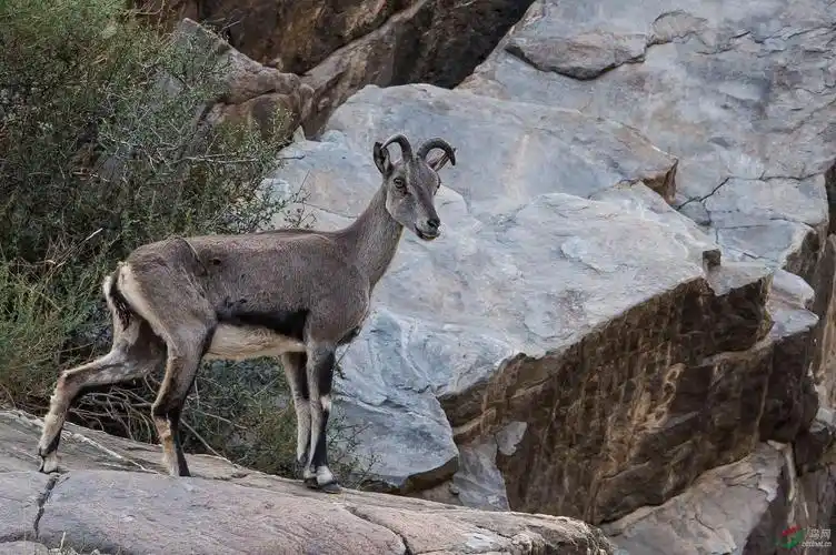 岩羊