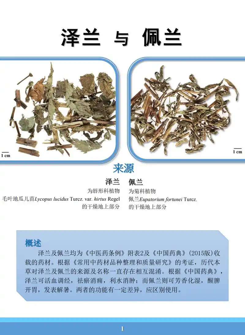 泽兰与佩兰的鉴别