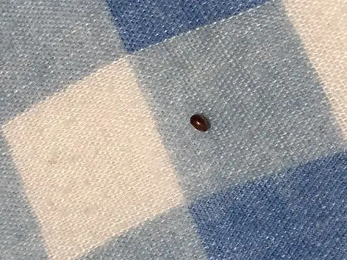 这是什么虫子啊?夏天房间里突然好多