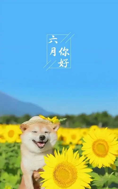 六月你好迷人的向日葵