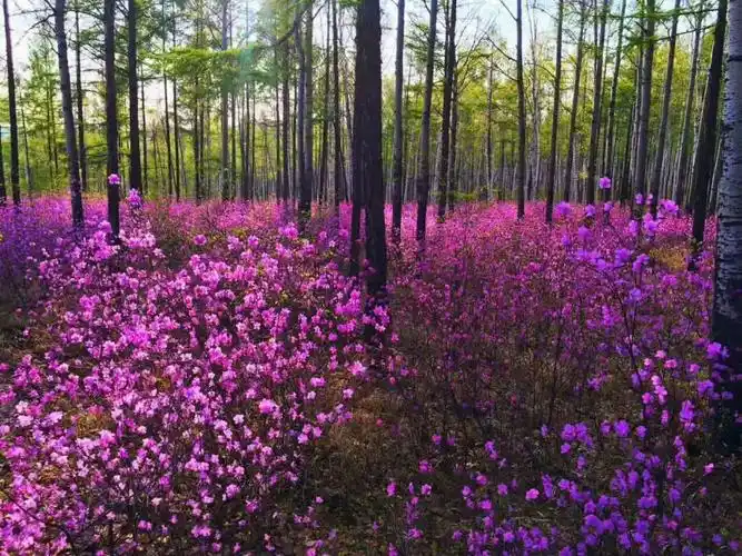 兴安四月杜鹃红