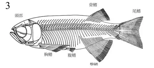 让我们观察一下鱼的身体结构吧