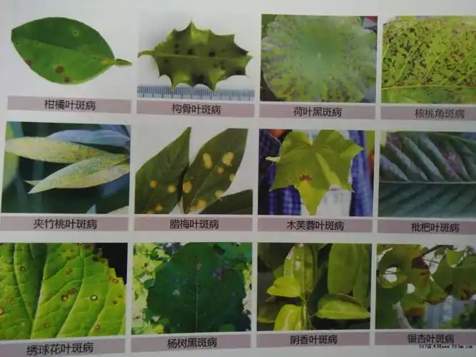 花卉苗木发生的病虫害的症状