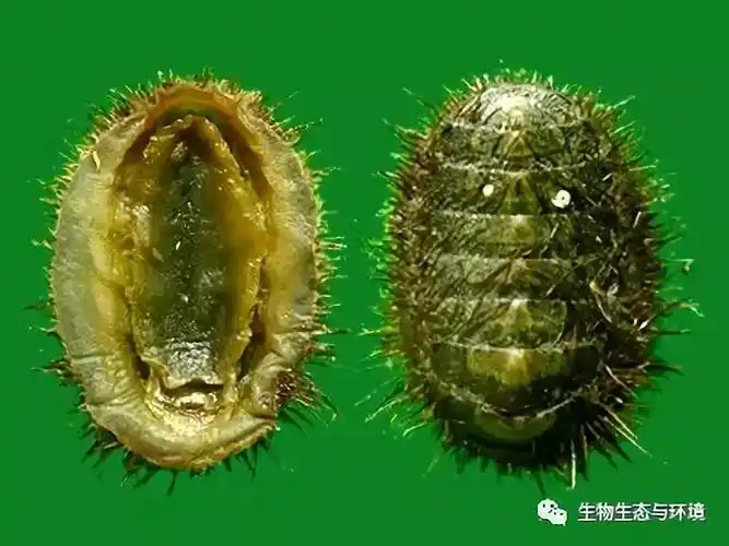 石鳖查特石鳖科