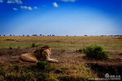 东非大草原 野生动物掠影(一) 狮子的故事