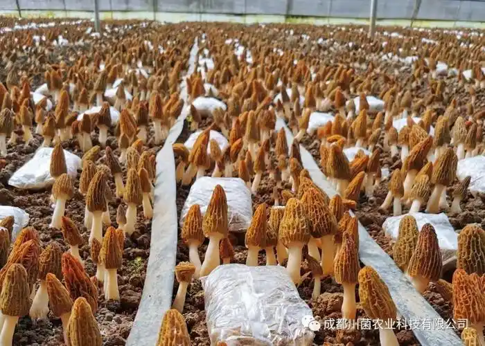 羊肚菌高产栽培前期准备工作及原理