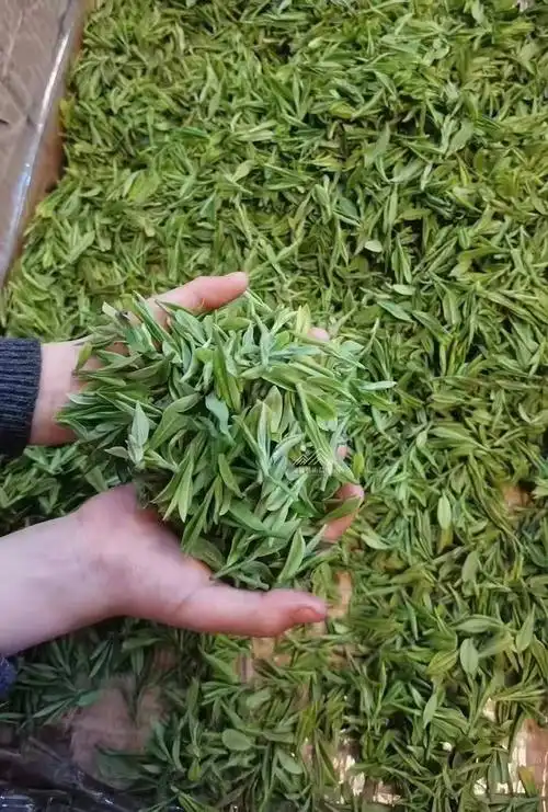 2021头采百年老茶树西湖龙井250g