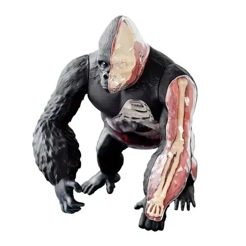 4dmaster大猩猩内脏骨骼解剖拼装模型仿真动物仿真