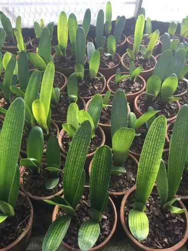 长春精品君子兰 36片小苗宽叶麻脸圆头花脸和尚油匠盆栽绿植包邮