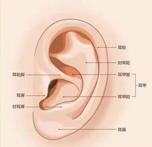 江津惠耳听力与您分享耳朵会不会出汗