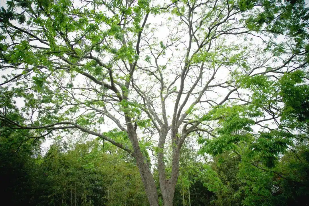 百年百树78重温吴房村古榉树下的漫漫薪火相传路