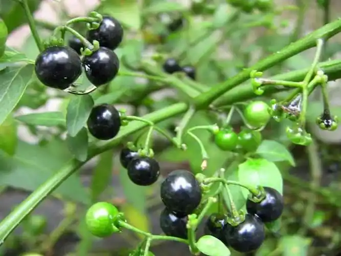 41种常吃的野菜,人间至味～你认识哪个野菜呢?