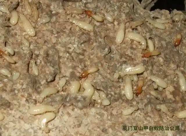 白蚁的生物学及其防治