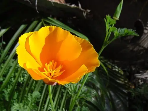california poppy