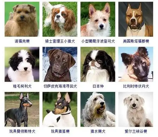 178个宠物狗品种图片大全宠物狗品种大全