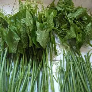 云南蔬菜新鲜菜特产图片