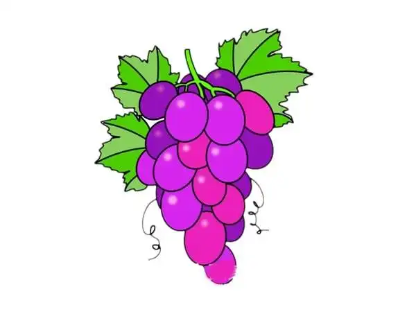 一串葡萄简笔画步骤图解教程,图片,简笔画-学笔画