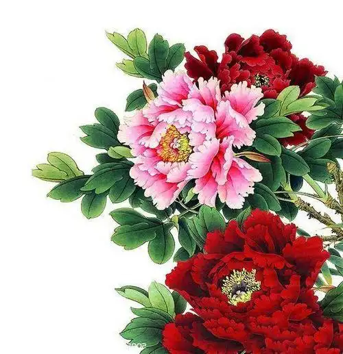 在中国10大象征着吉祥的植物,象征华贵的牡丹,象征高洁的梅花