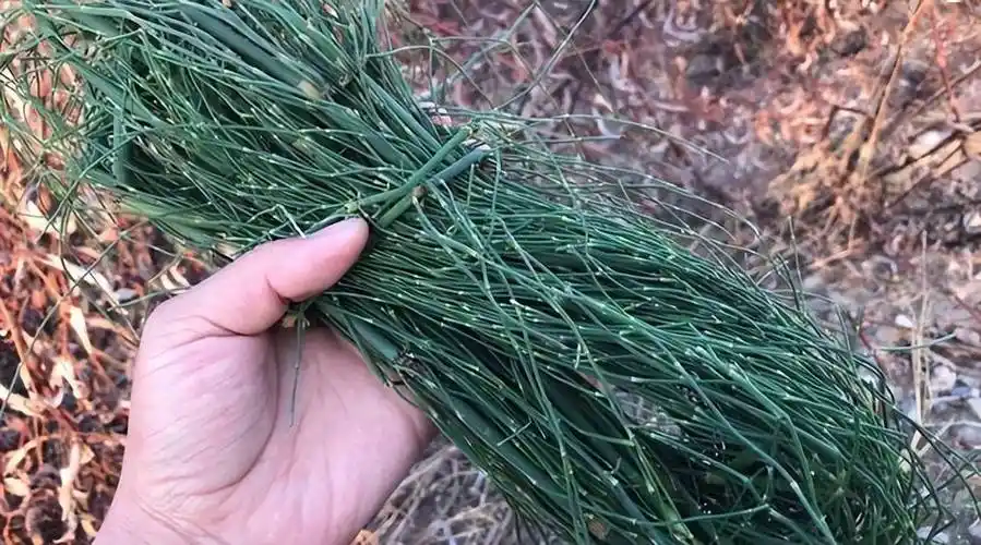 节节草是什么医生老人用它来泡脚或许可以解决多年老问题