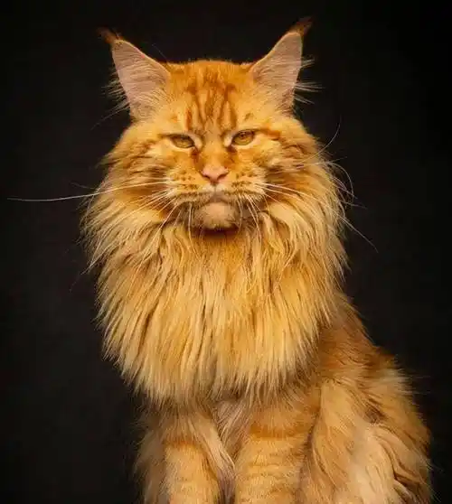 吸猫上瘾:猫界小巨人"缅因"申请出战_来源_毛发_多多