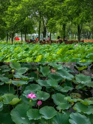 洪湖旅游景点大全 洪湖旅游景点大全介绍
