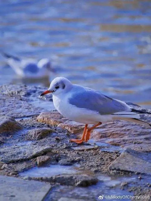 在青岛,海鸥成群结队地舞动着翅膀……__财经头条