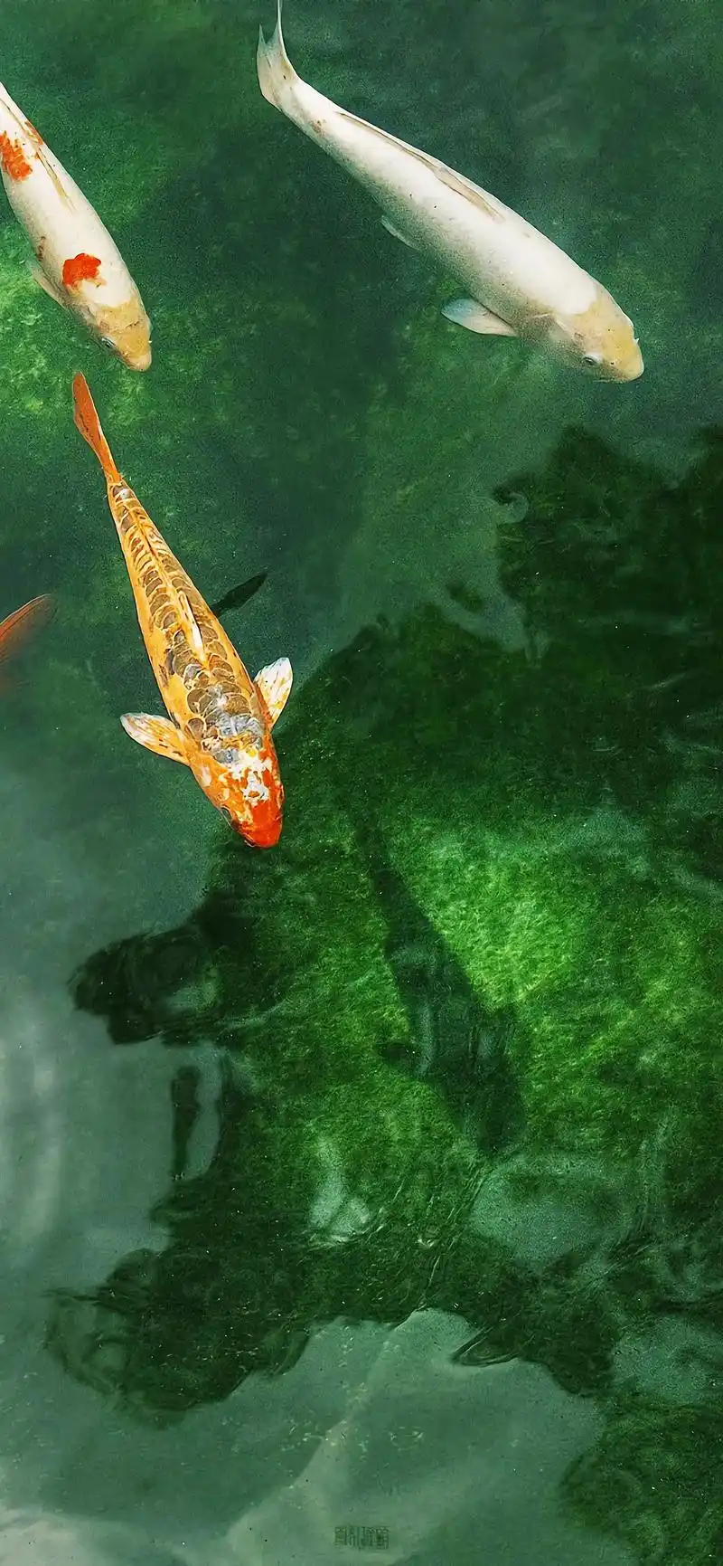 随心随喜,观鱼自在,愿众生皆无怨#唯美意境 #好运锦鲤 #治 - 抖音