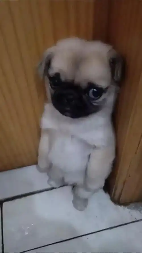 巴哥犬犯错被罚站主人指责它吓得浑身发抖网友这狗成精了