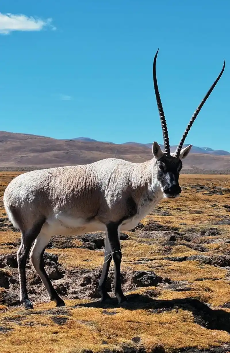 藏羚羊揭秘:神秘世界探秘