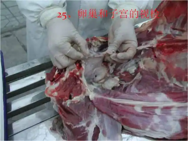 科普|羊疾病探视方法之病羊解剖(图文实操)