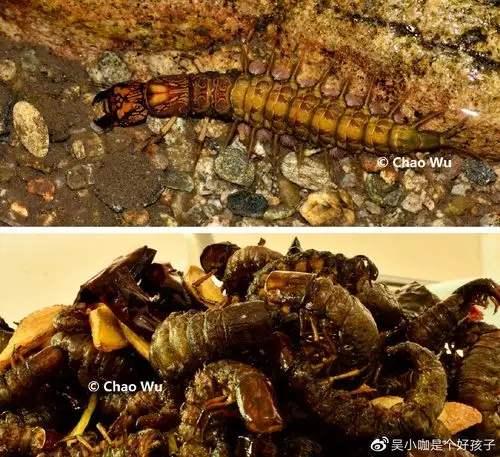 巨齿蛉的幼虫,活的,及熟的.西南多地会拿来食用,味道一般.
