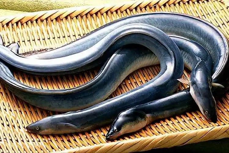 20,鳗鱼