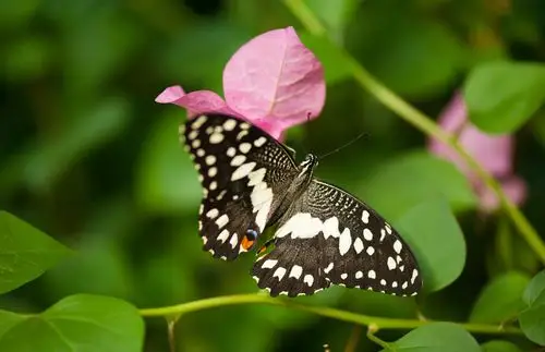 2018年上海动物园蝴蝶展