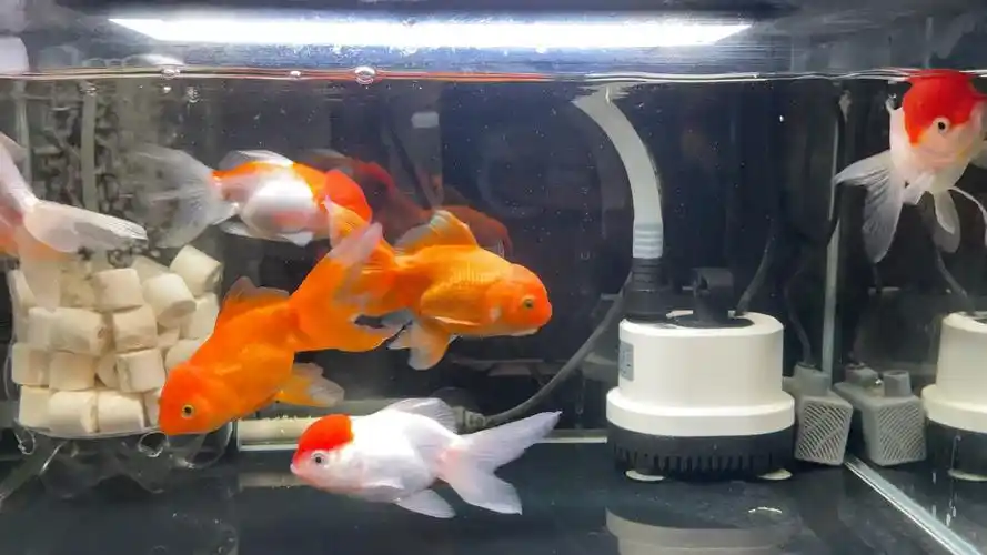 米家鱼缸养金鱼50多天,改造空气缸-bili_19135094-bili_19135094-哔哩