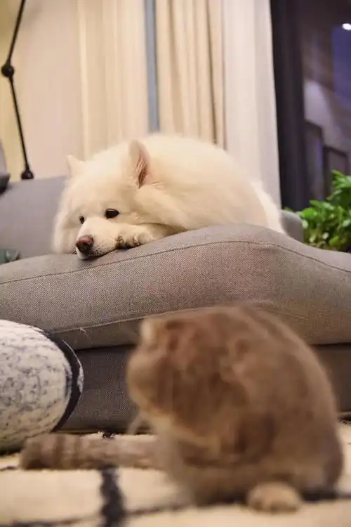 小马甲家的萨摩耶妞妞趴在沙发上发呆,端午回头看了一眼房间亮了