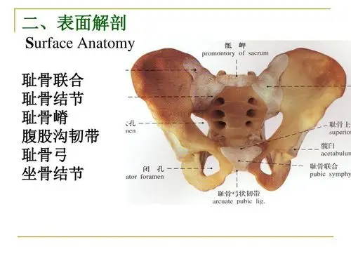 坐骨结节滑囊炎小针刀疗法一