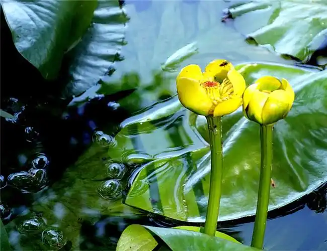 属科:睡莲科门:被子植物门界:植物界别称:黄金莲,萍蓬莲拉丁学名