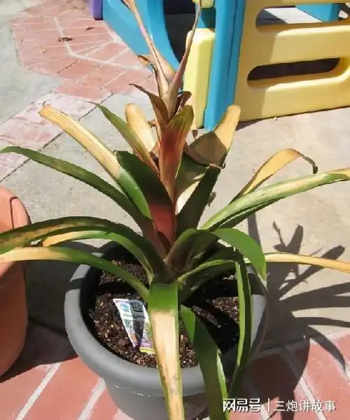 观赏凤梨花朵变绿枯萎,要怎么拯救它们?|植株|花穗|盆栽植物_网易订阅